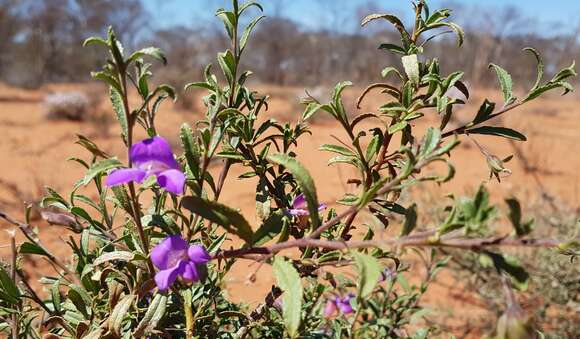 Imagem de Eremophila gilesii subsp. variabilis