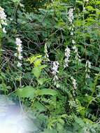 Image of wood vetch