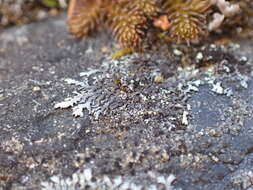 Image of Mougeot's xanthoparmelia lichen