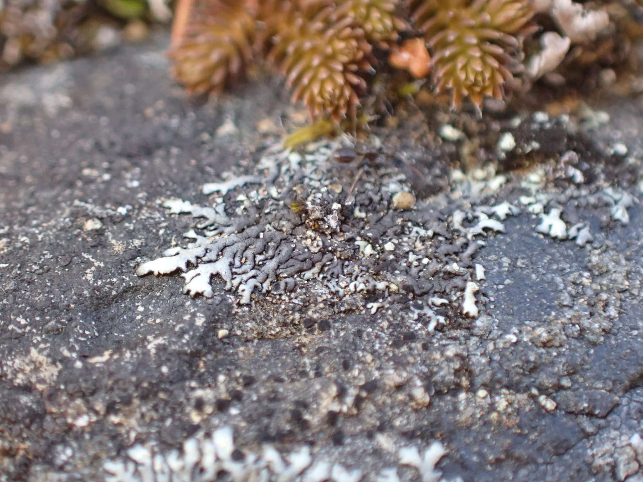 Image of Mougeot's xanthoparmelia lichen