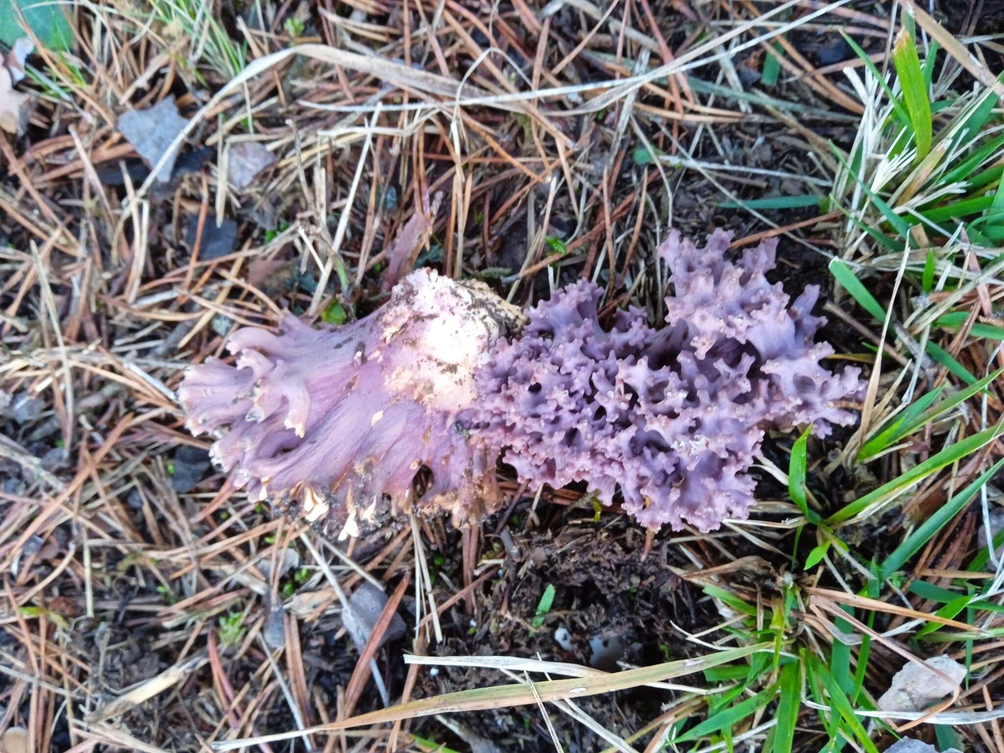 Image de Ramaria cedretorum (Maire) Malençon 1958