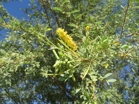 Image of screwbean mesquite