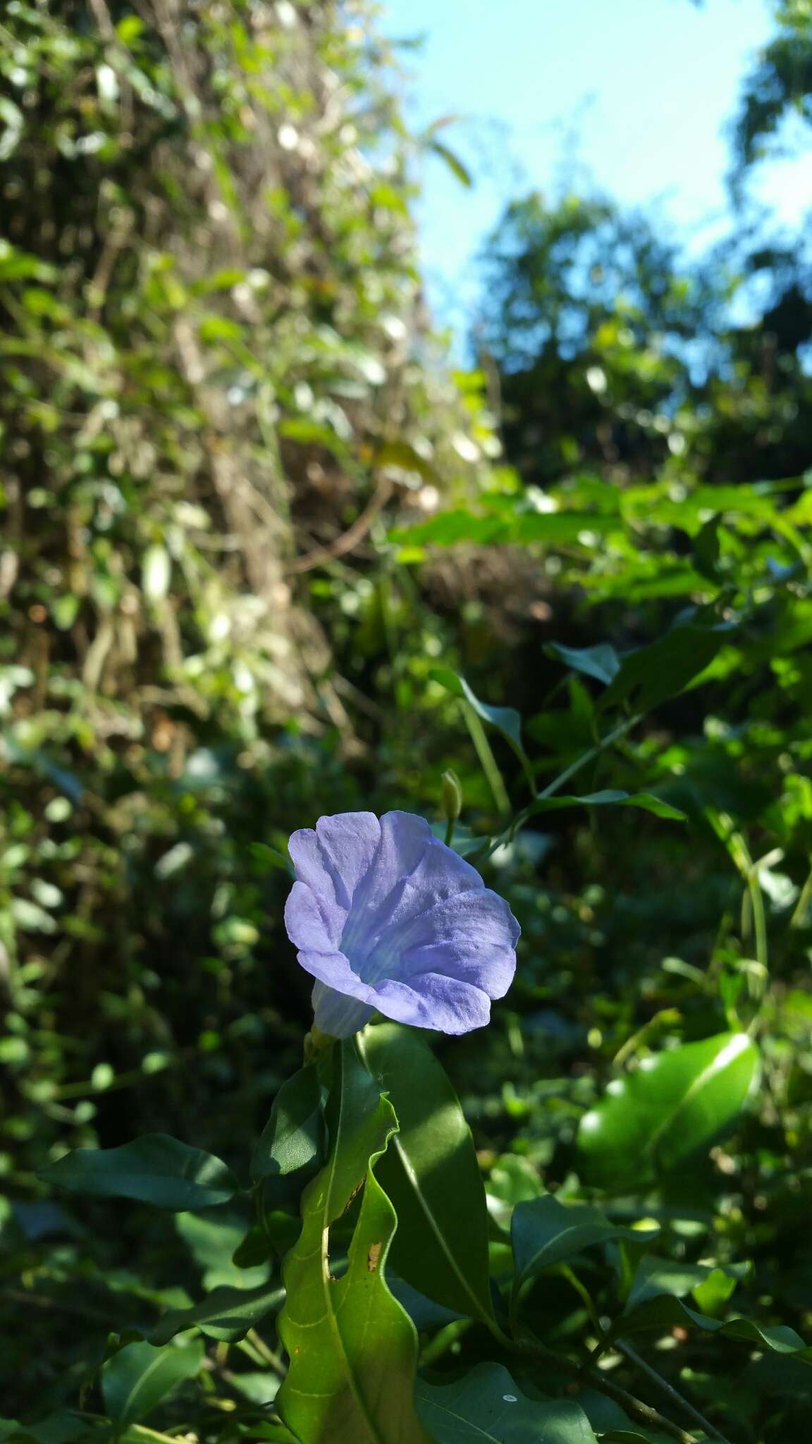 Image of Bonamia spectabilis (Boj. ex Choisy) Hall. fil.