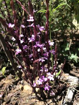 Imagem de Striga gesnerioides (Willd.) Vatke