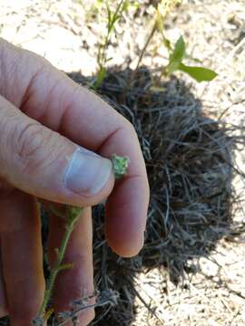 Image de Cryptantha texana (A. DC.) Greene