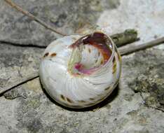 Image of Macularia niciensis (A. Férussac 1821)