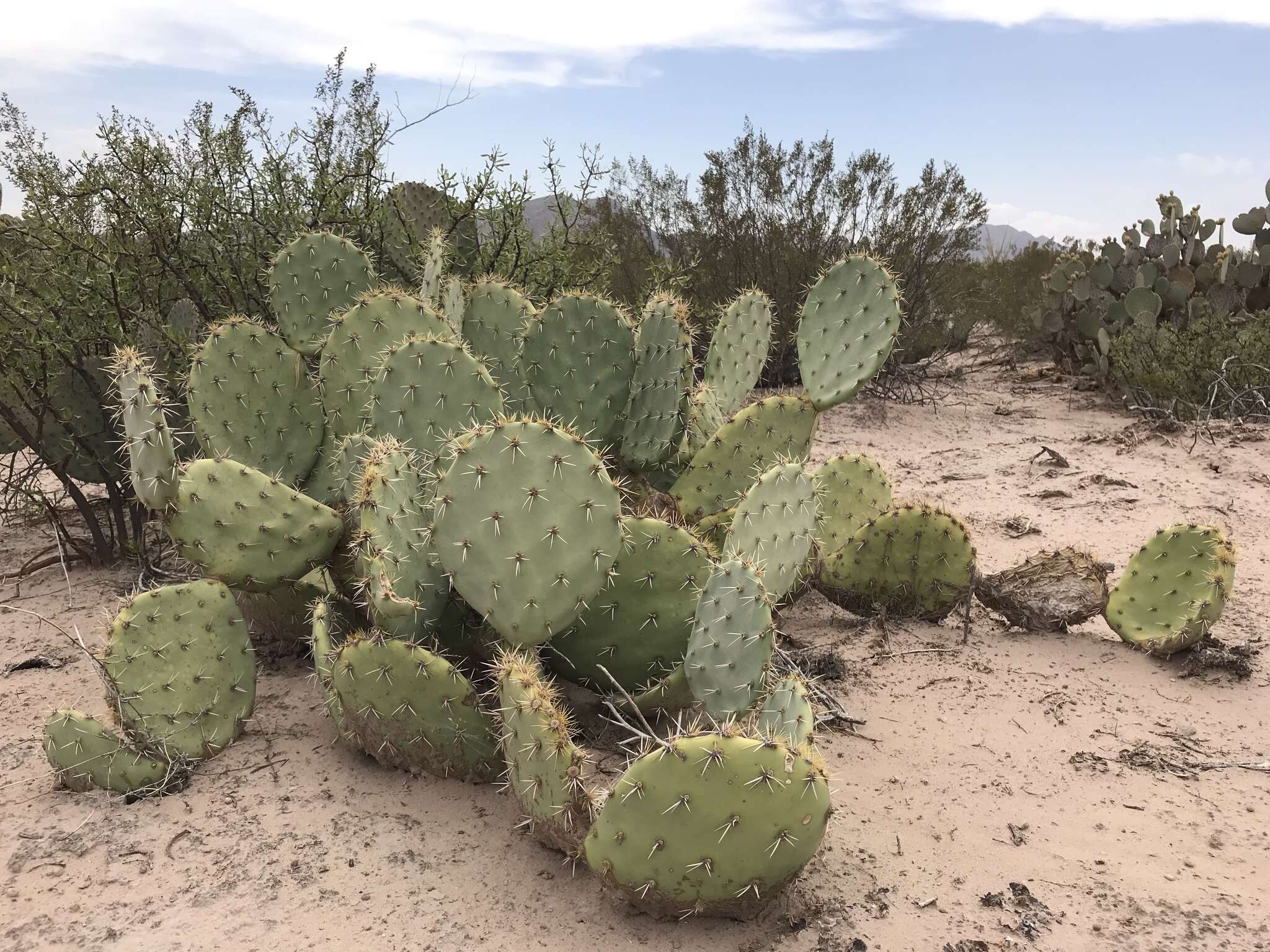 Image of Cactus-apple