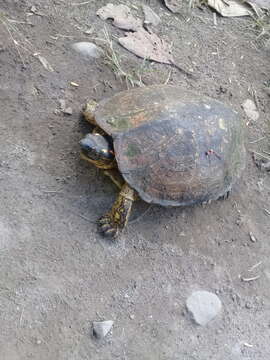 Image of Colombian Wood Turtle