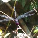 Image of Trithemis dichroa Karsch 1893