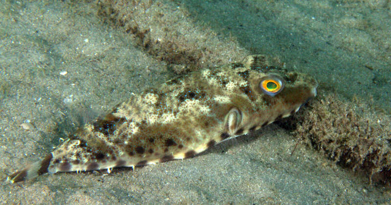 Image of Bandtail puffer