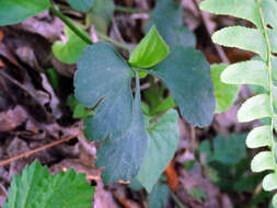 Image de Ranunculus allegheniensis Britton.