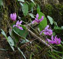 Image of cyclamen