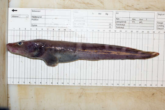 Image of Pale eelpout