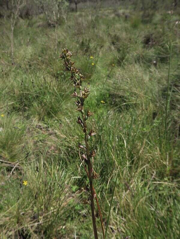 Image of Summer leek orchid