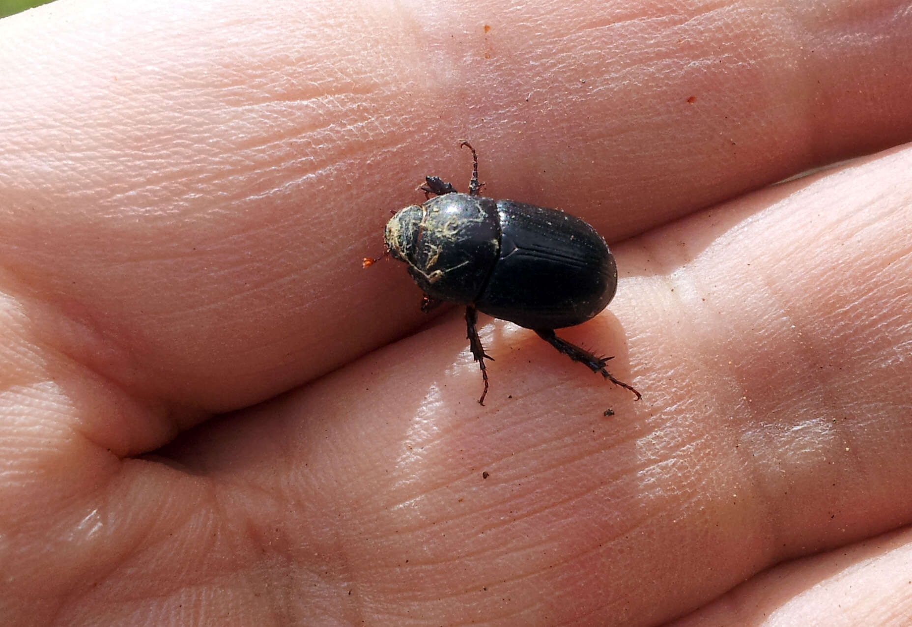 Image of black lawn beetle