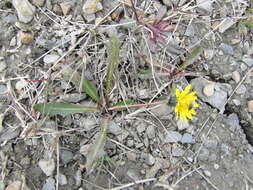 Image of northern dandelion