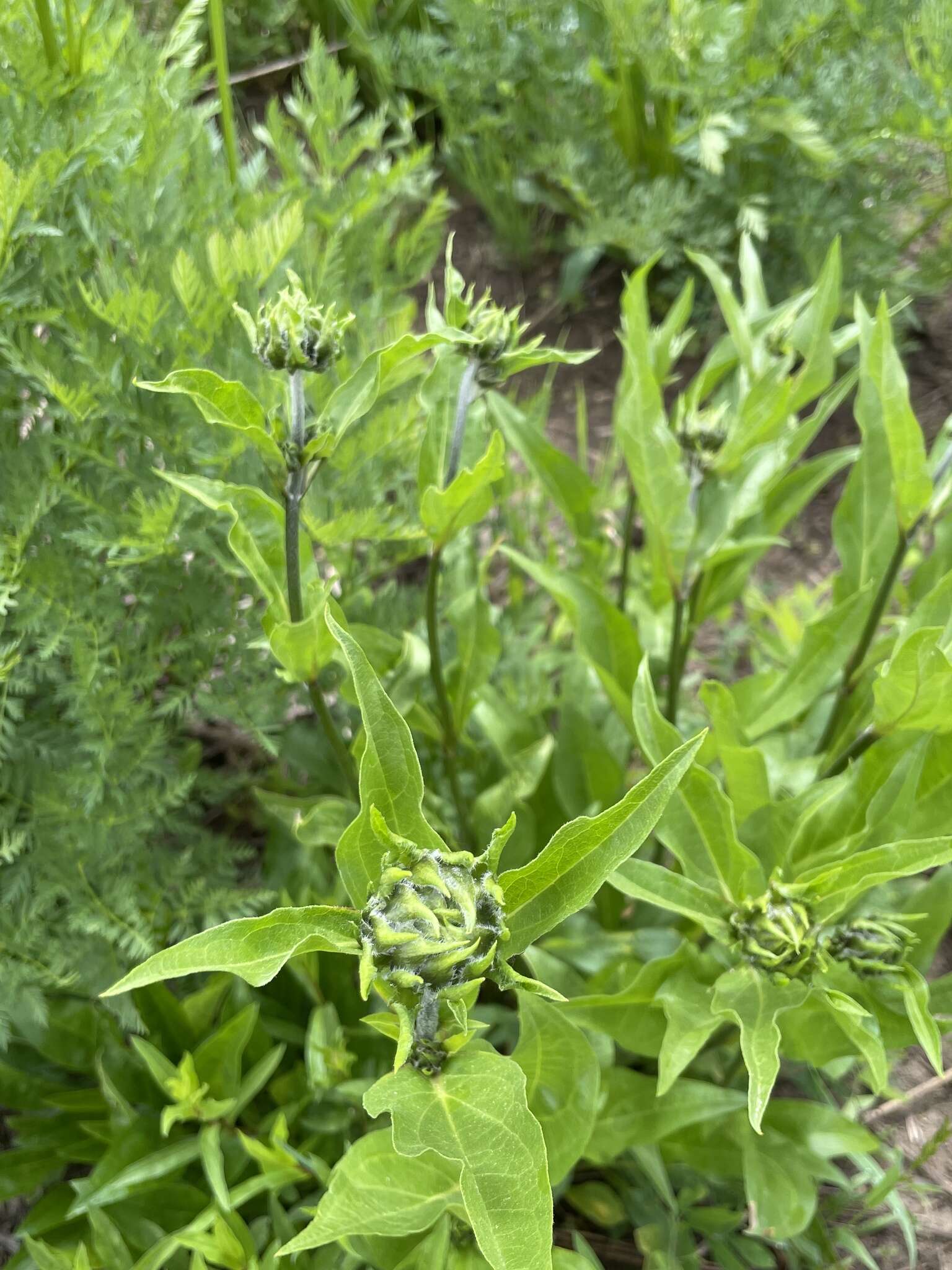 Imagem de Helianthella quinquenervis (Hook.) A. Gray