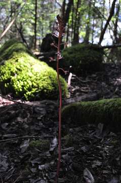 Image of summer coralroot