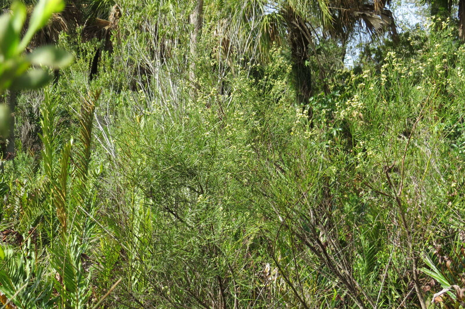 Слика од Baccharis angustifolia Michx.