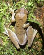 Image of Cayenne slender-legged tree frog
