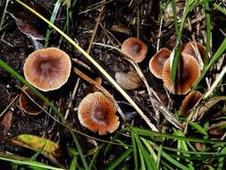 Cortinarius waiporianus Soop 2013的圖片