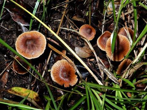 Image of Cortinarius waiporianus Soop 2013