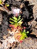 Image of Epilobium willisii Raven & Engelhorn