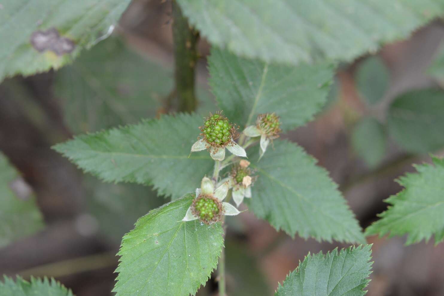 Image of Rubus adenotrichos Schltdl.