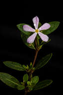 Image de Catharanthus scitulus (Pichon) Pichon