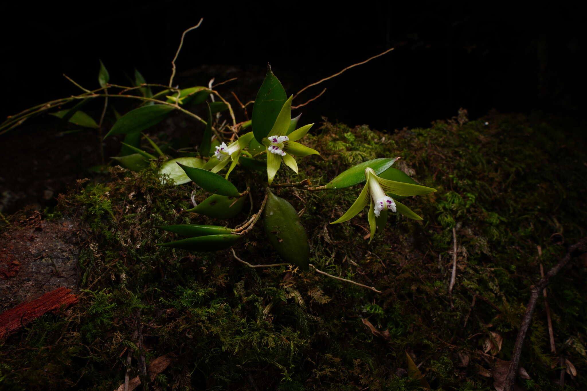 Imagem de Dendrobium pugioniforme A. Cunn. ex Lindl.