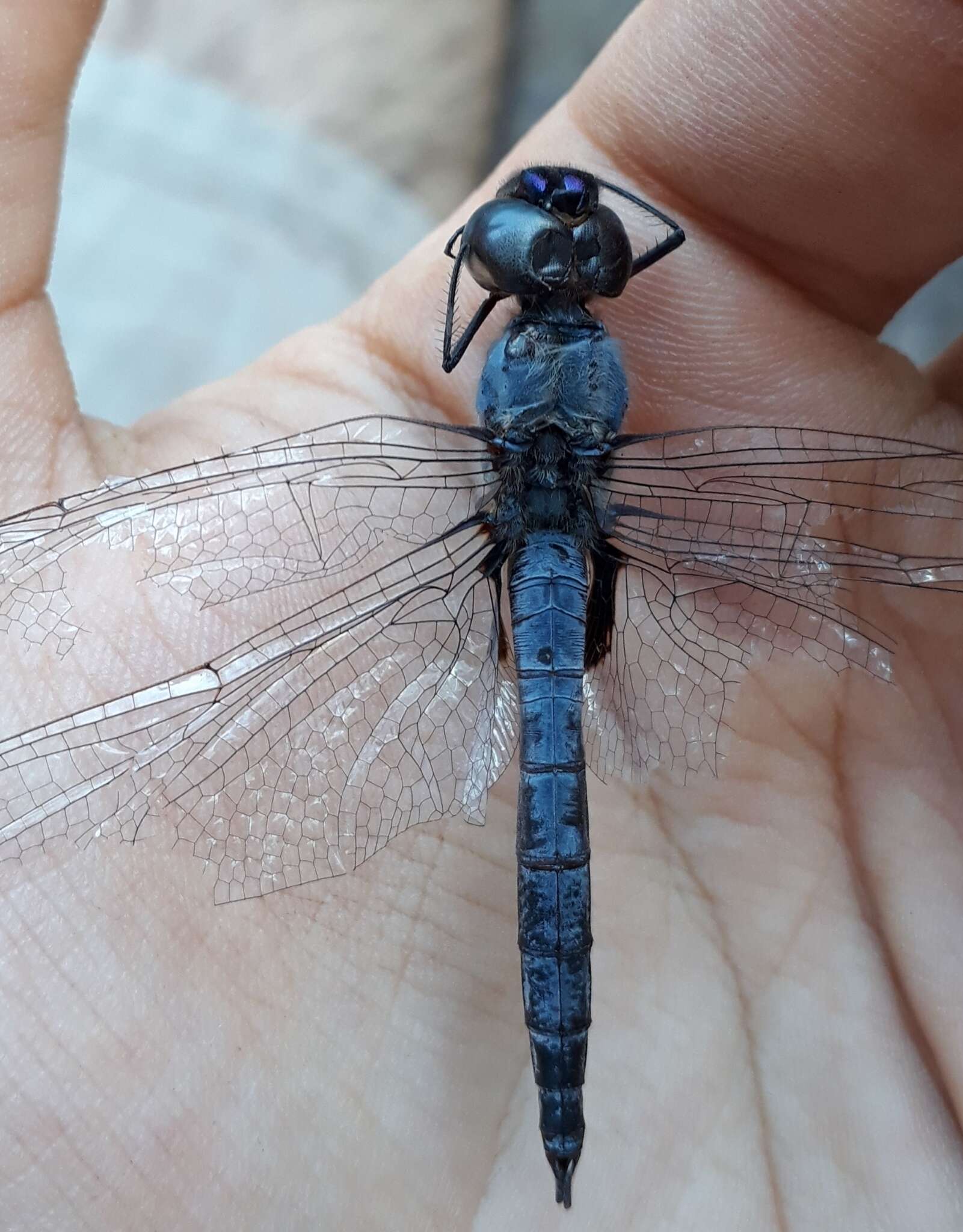 Image of Tramea binotata (Rambur 1842)