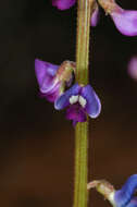 Plancia ëd Swainsona microphylla A. Gray