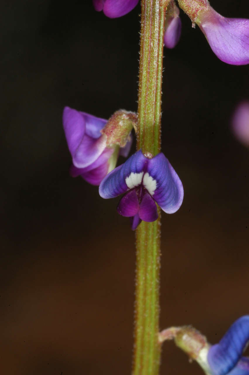 Plancia ëd Swainsona microphylla A. Gray