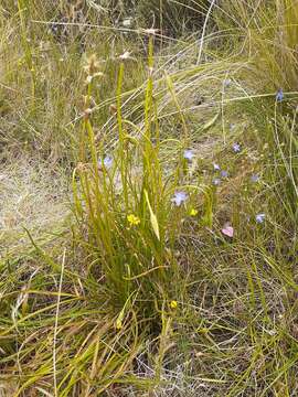 Image of Microseris scapigera (Cunn.) Sch. Bip.