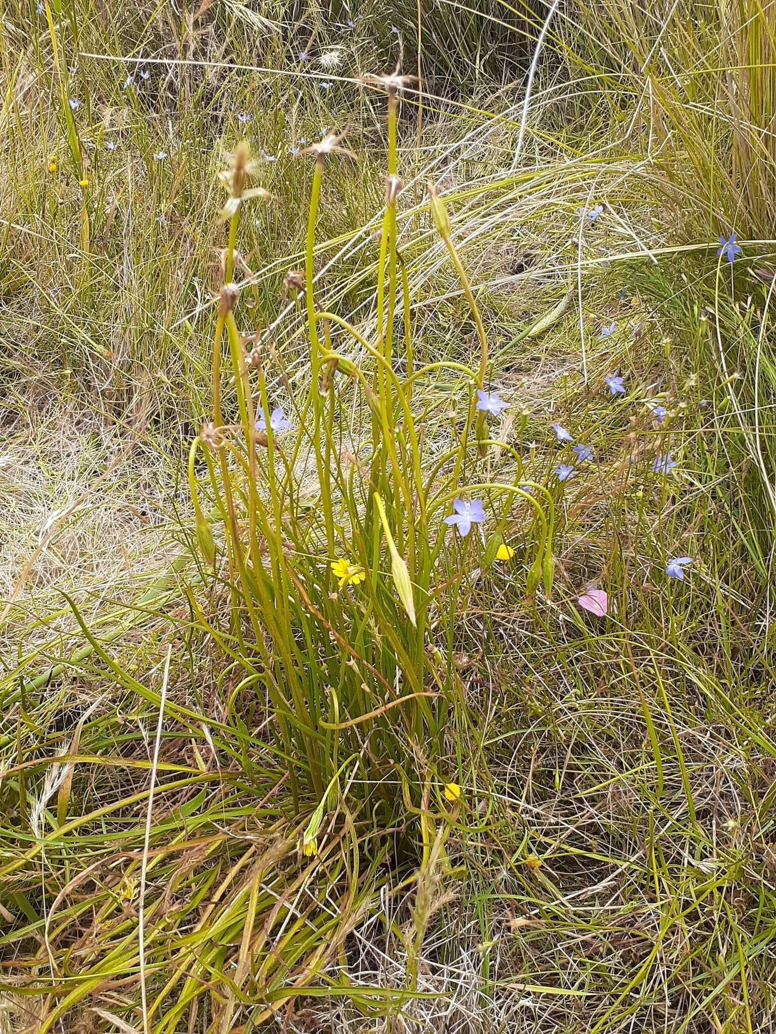 Microseris scapigera (Cunn.) Sch. Bip. resmi