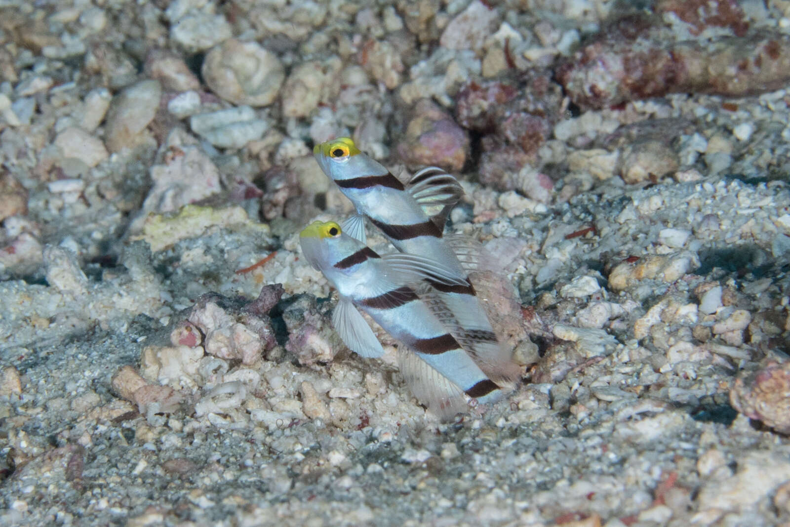 صورة Stonogobiops xanthorhinica Hoese & Randall 1982