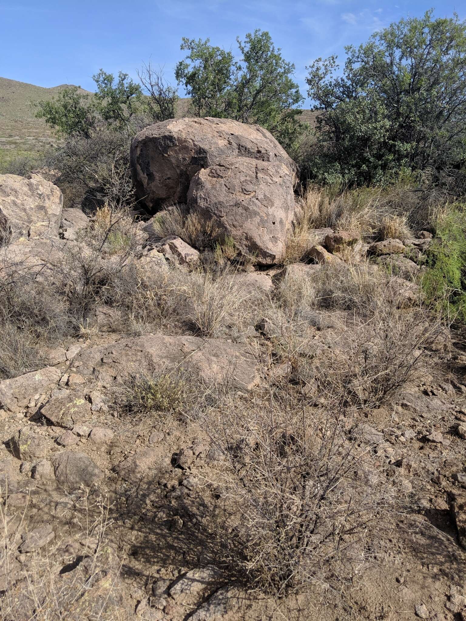 Image of Chihuahuan Desert Lyresnake