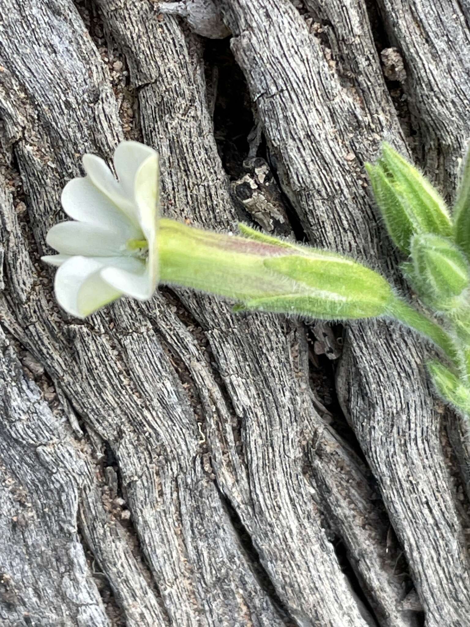 Nicotiana goodspeedii Wheeler的圖片