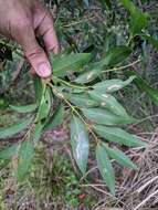 Cinnamomum yabunikkei H. Ohba resmi