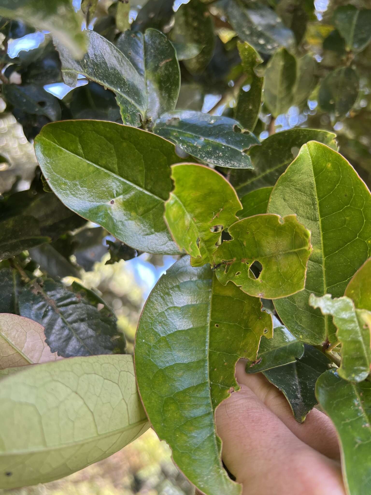 Image of Prunus buxifolia Koehne