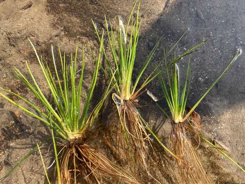 Image of Flett's Quillwort