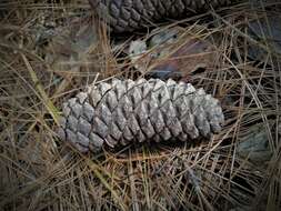 Imagem de Pinus montezumae Lamb.