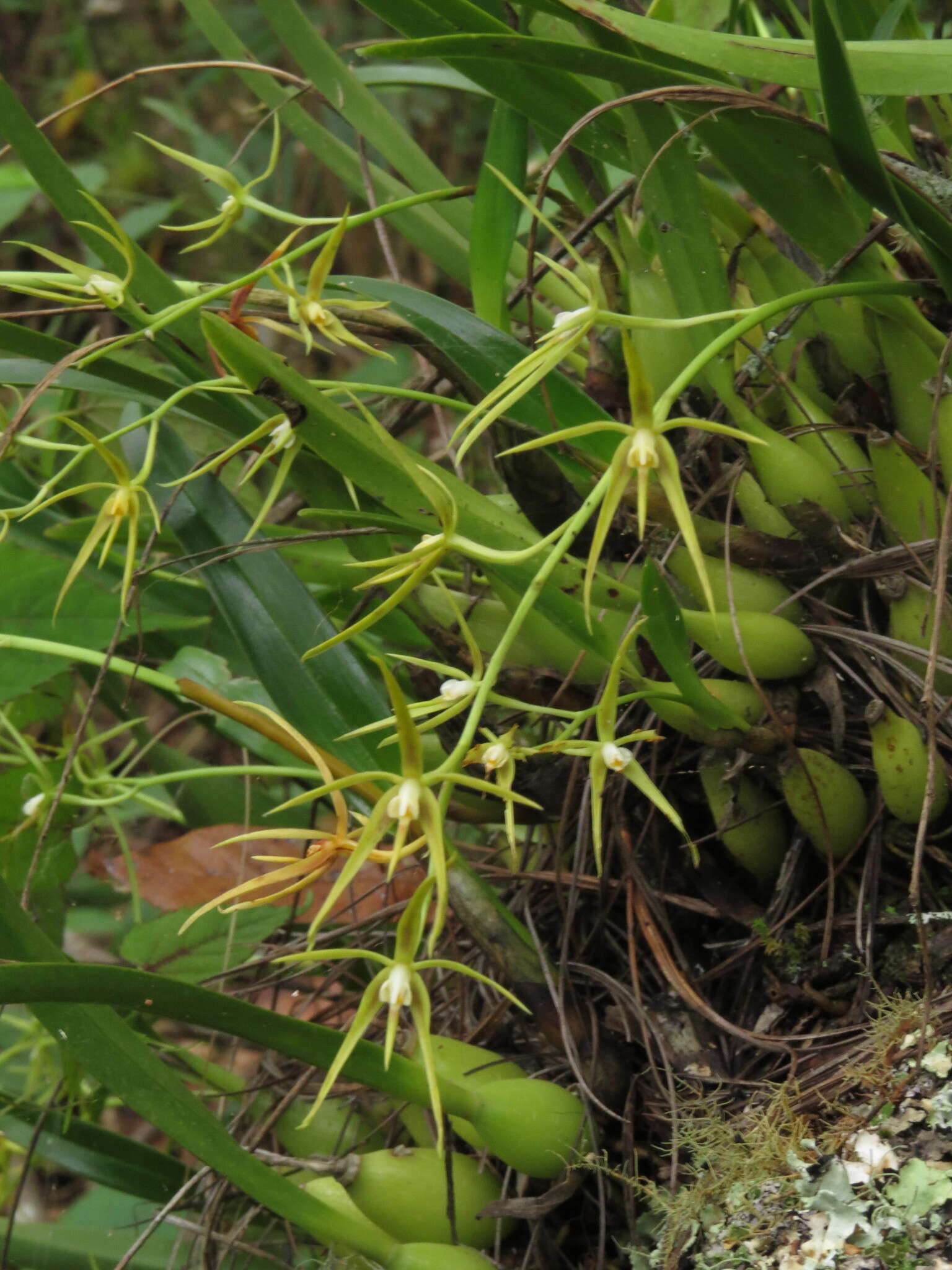 Image of Prosthechea rhynchophora (A. Rich. & Galeotti) W. E. Higgins