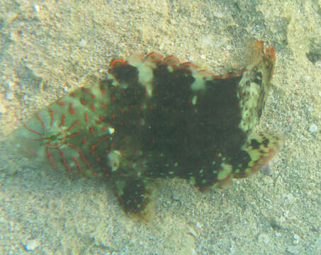 Image of Abudjubbe’s splendor wrasse