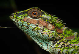 Image of Lionhead Agama