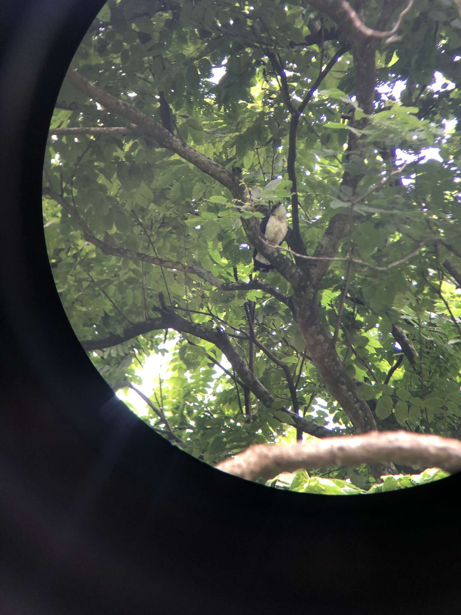 Image of Gray-backed Hawk