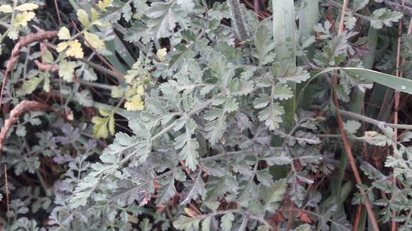 Image of Daucus carota subsp. gummifer (Syme) Hook. fil.