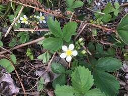 Image de Fragaria virginiana subsp. virginiana