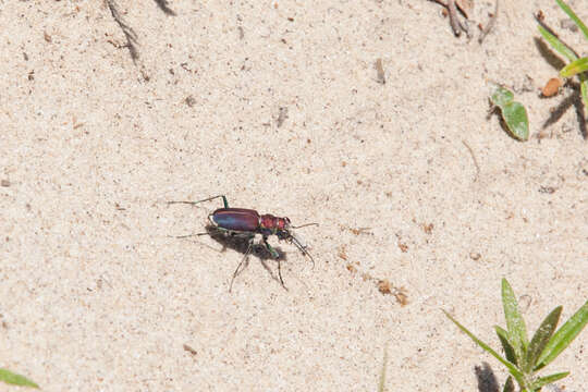 Image of Cicindela (Cicindela) formosa pigmentosignata W. Horn 1930