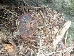 Image of Rhodocollybia purpurata (G. Stev.) J. A. Cooper 2014